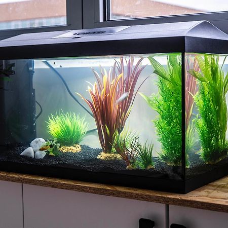 Studio Chaleureux Avec Aquarium Διαμέρισμα Marcq-en-Baroeul Εξωτερικό φωτογραφία