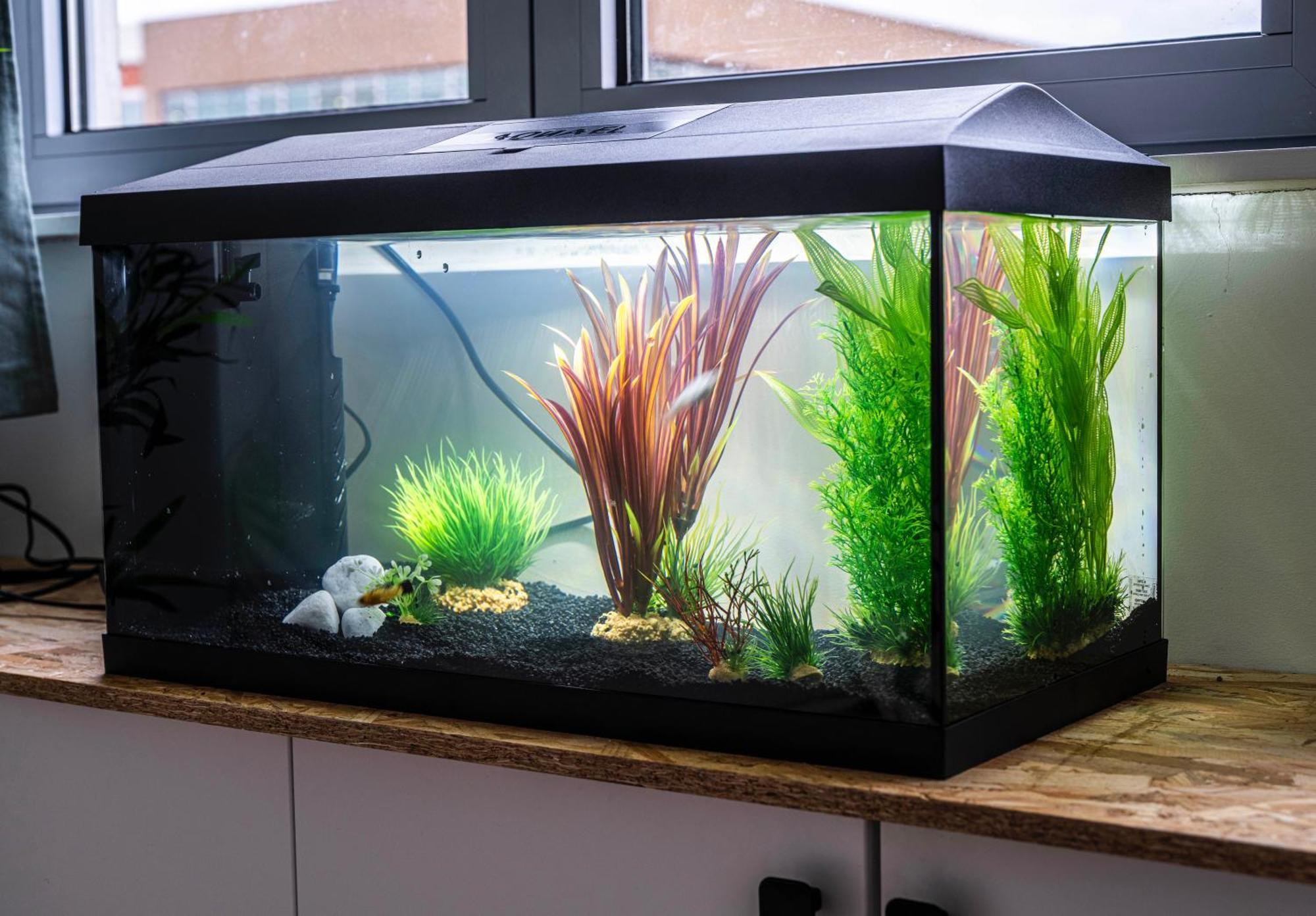 Studio Chaleureux Avec Aquarium Διαμέρισμα Marcq-en-Baroeul Εξωτερικό φωτογραφία